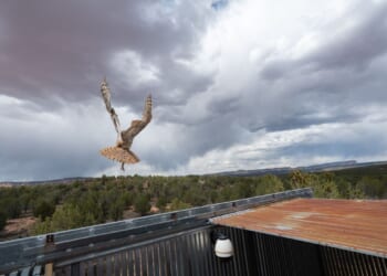 Owl found stuck in a concrete mixer is on the mend and flying free