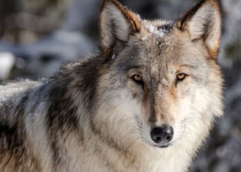 Wyoming cuts wolf hunt in half to buoy Yellowstone region’s disease-depleted population
