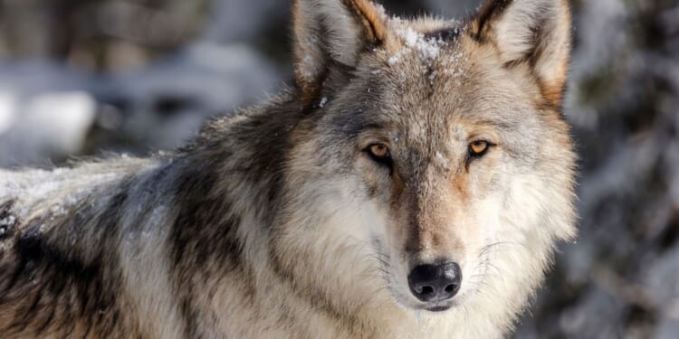 Wyoming cuts wolf hunt in half to buoy Yellowstone region’s disease-depleted population