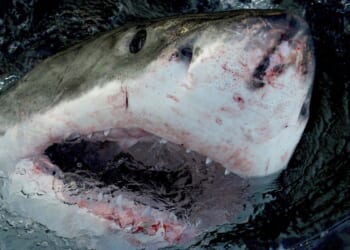 Spearfisher dies following attack by great white shark off Australian coast