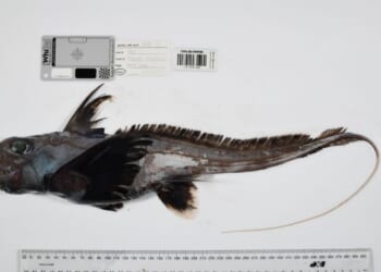 Scientists uncover 1,100 unknown marine species — a record year for ocean discovery