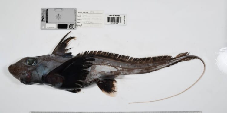 Scientists uncover 1,100 unknown marine species — a record year for ocean discovery