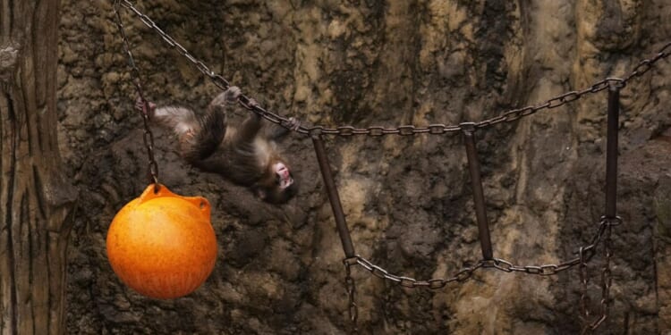 Two Americans accused of trespassing at Japanese zoo enclosure for famous baby macaque Punch