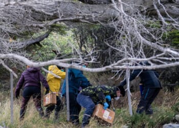 Argentines hunting for source of hantavirus outbreak trap rats in southernmost city