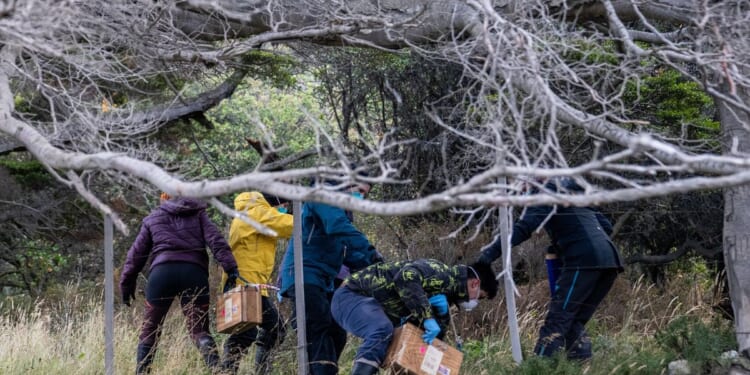 Argentines hunting for source of hantavirus outbreak trap rats in southernmost city