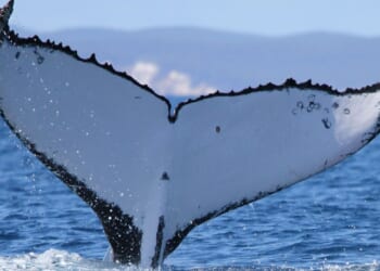 Two humpback whales set records swimming between Australia and Brazil