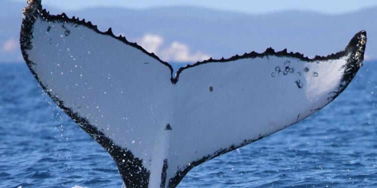 Two humpback whales set records swimming between Australia and Brazil