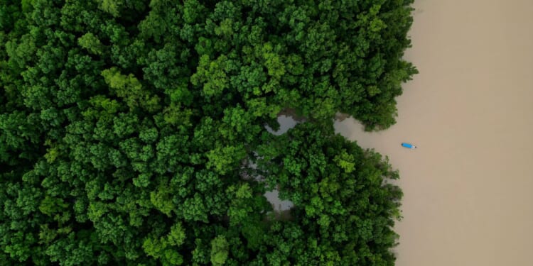 Brazilian government commits $617.5M to Amazon ecological investment