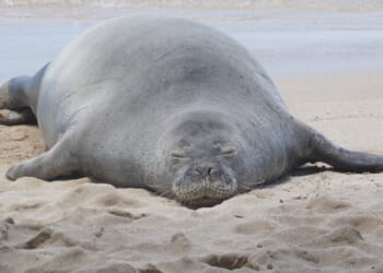 Man charged with throwing rock at endangered Hawaiian seal