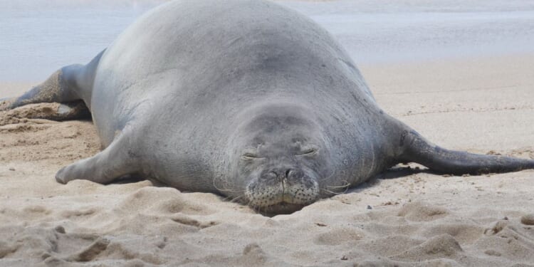 Man charged with throwing rock at endangered Hawaiian seal