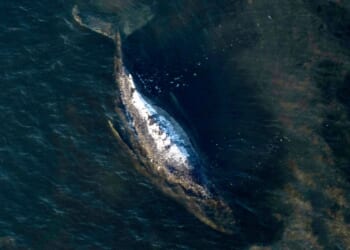 Dead humpback whale brought to shore in Denmark with autopsy set next week