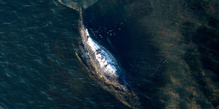 Dead humpback whale brought to shore in Denmark with autopsy set next week