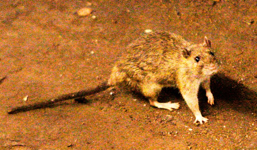 In this June 15, 2010 file photo, a rat wanders the subway tracks at Union Square in New York. (AP Photo/Frank Franklin II, File)