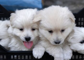 Four Pomeranian puppies.