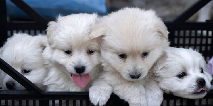 Four Pomeranian puppies.