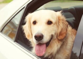 A young golden retriever sitting in a car looking out the window.
