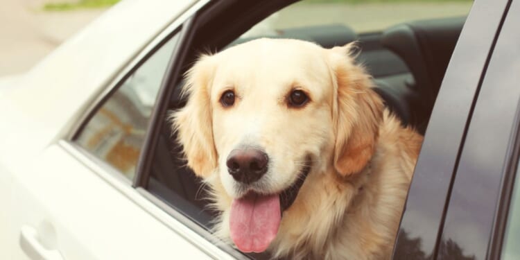 A young golden retriever sitting in a car looking out the window.