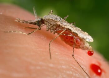 Google Seeks Approval to Release 32 Million AI-Bred Mosquitoes on California, Florida – PJ Media