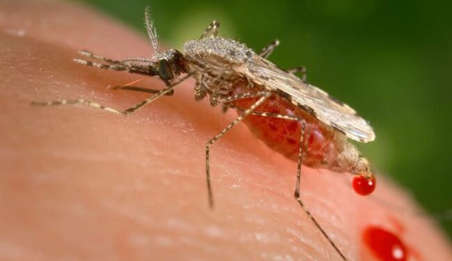 Google Seeks Approval to Release 32 Million AI-Bred Mosquitoes on California, Florida – PJ Media