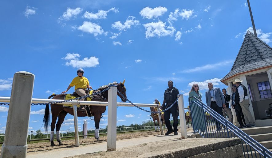 Thoroughbred colts compete in high-stakes races on Friday, March 15 during Black-Eyed Susan Day, the preliminary to Saturday's Preakness Stakes. This year's race was moved to Laurel, Maryland, due to renovations at Pimlico Race Course. (Sean Salai/The Washington Times)