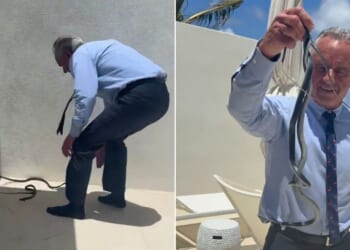 Robert F. Kennedy Jr. cornered the two slithering serpents and grabbed them with his bare hands, getting bitten at least once.