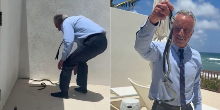 Robert F. Kennedy Jr. cornered the two slithering serpents and grabbed them with his bare hands, getting bitten at least once.