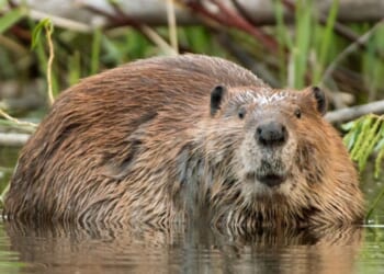 Looking up after chewing on the branch of a willow tree, a large beaver soaks near the shoreline of Bear Creek, which feeds into the South Platte River just outside Denver, Colorado.