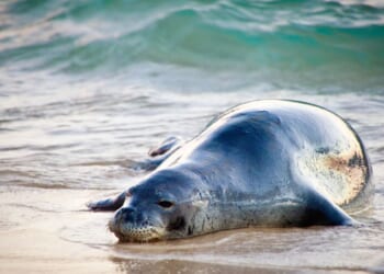 A resting Hawaiian monk seal on the beach of Kauai, Hawaii.