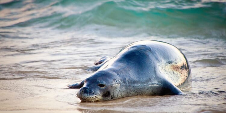 A resting Hawaiian monk seal on the beach of Kauai, Hawaii.