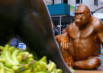 A Harambe statue is seen Oct. 18, 2021, in front of the Charging Bull statue on New York City's Wall Street.