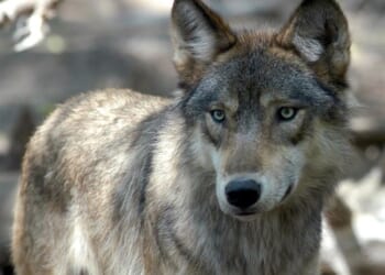 Wisconsin’s Wolf Debate Has No Easy Villain – PJ Media