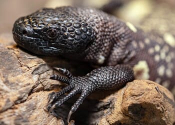 California man gets 65 months for smuggling more than 1,700 reptiles into U.S.