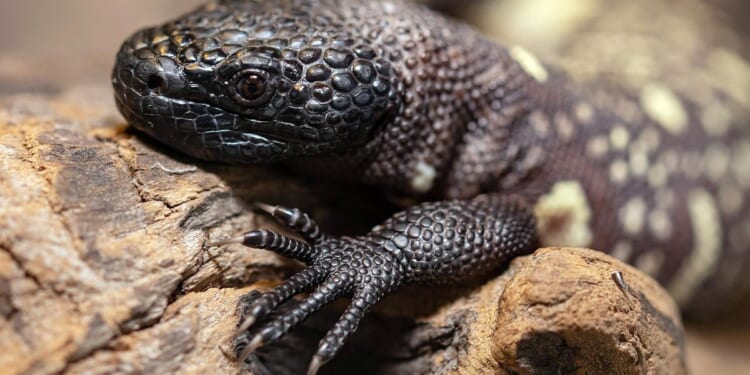California man gets 65 months for smuggling more than 1,700 reptiles into U.S.