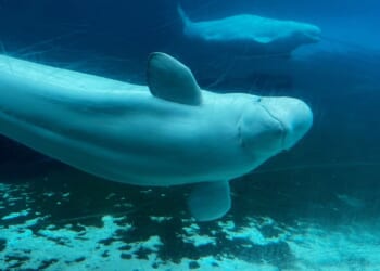 Canadian government endorses a plan to move whales from shuttered Marineland park to U.S. and Spain