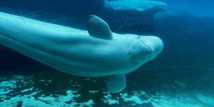 Canadian government endorses a plan to move whales from shuttered Marineland park to U.S. and Spain