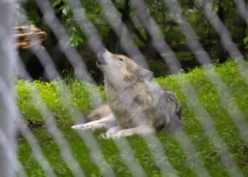 Wolves injure Indiana zookeepers following pack member’s death