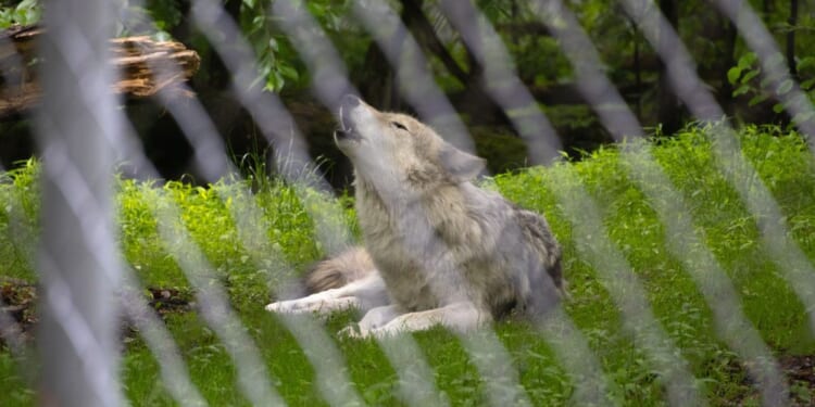 Wolves injure Indiana zookeepers following pack member’s death