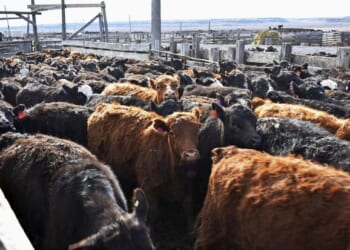 Where's the Beef? A Long-Gone Livestock-Eating Bug Is Back, and I have a Theory As to Why. – PJ Media