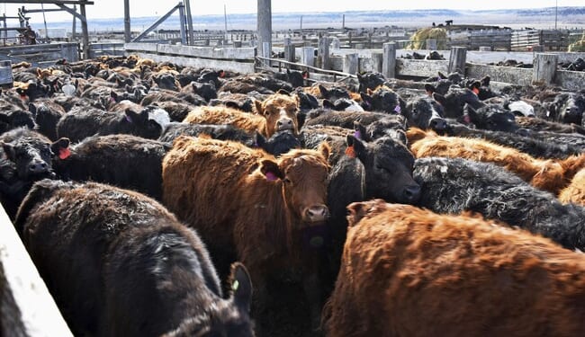 Where's the Beef? A Long-Gone Livestock-Eating Bug Is Back, and I have a Theory As to Why. – PJ Media