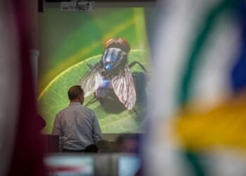 Texas governor wants to speed up work on a fly-breeding factory to fight a cattle parasite