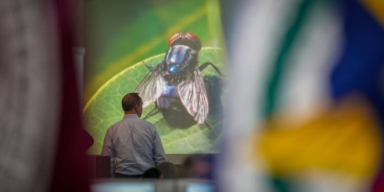 Texas governor wants to speed up work on a fly-breeding factory to fight a cattle parasite