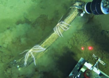 5 questions about the ancient whale graveyard discovered in the Indian Ocean