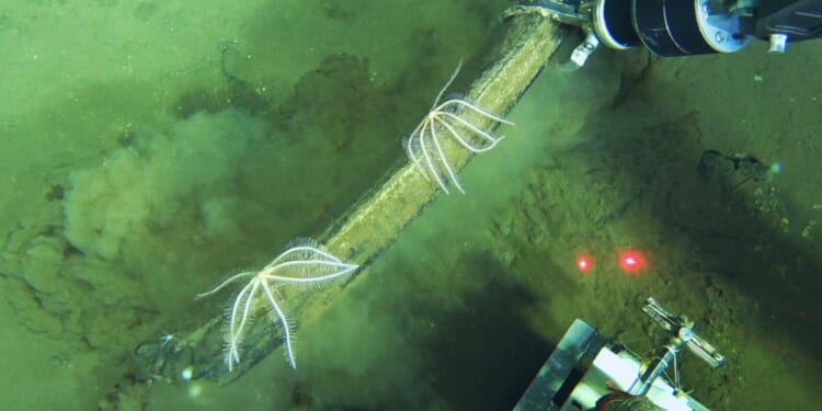 5 questions about the ancient whale graveyard discovered in the Indian Ocean