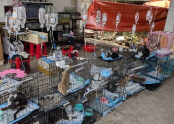 Hundreds stolen, slaughtered — and now rescued