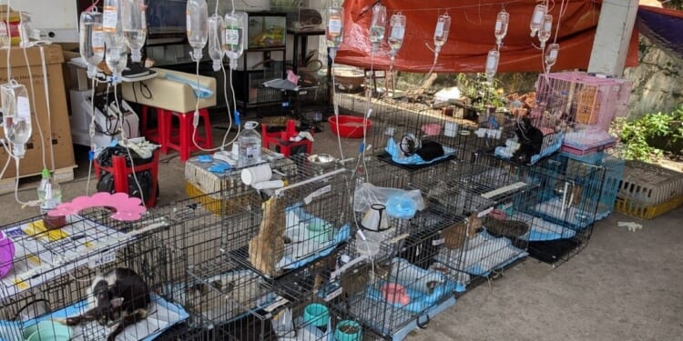 Hundreds stolen, slaughtered — and now rescued