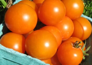 5 tomato superstars for a mouthwatering summer harvest