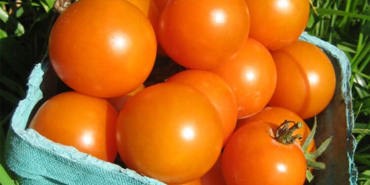 5 tomato superstars for a mouthwatering summer harvest