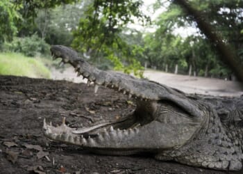 3 Year-Old Boy Rescued After Being Thrown Into Crocodile Pit by 'Unhinged Man' – HotAir