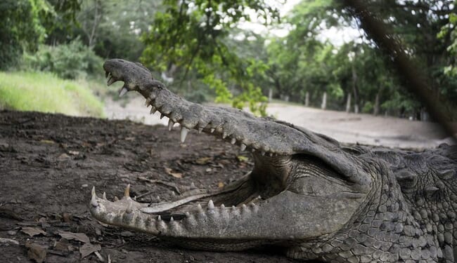 3 Year-Old Boy Rescued After Being Thrown Into Crocodile Pit by 'Unhinged Man' – HotAir