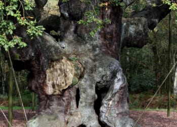 An ancient oak tree said to have sheltered legendary Robin Hood has died